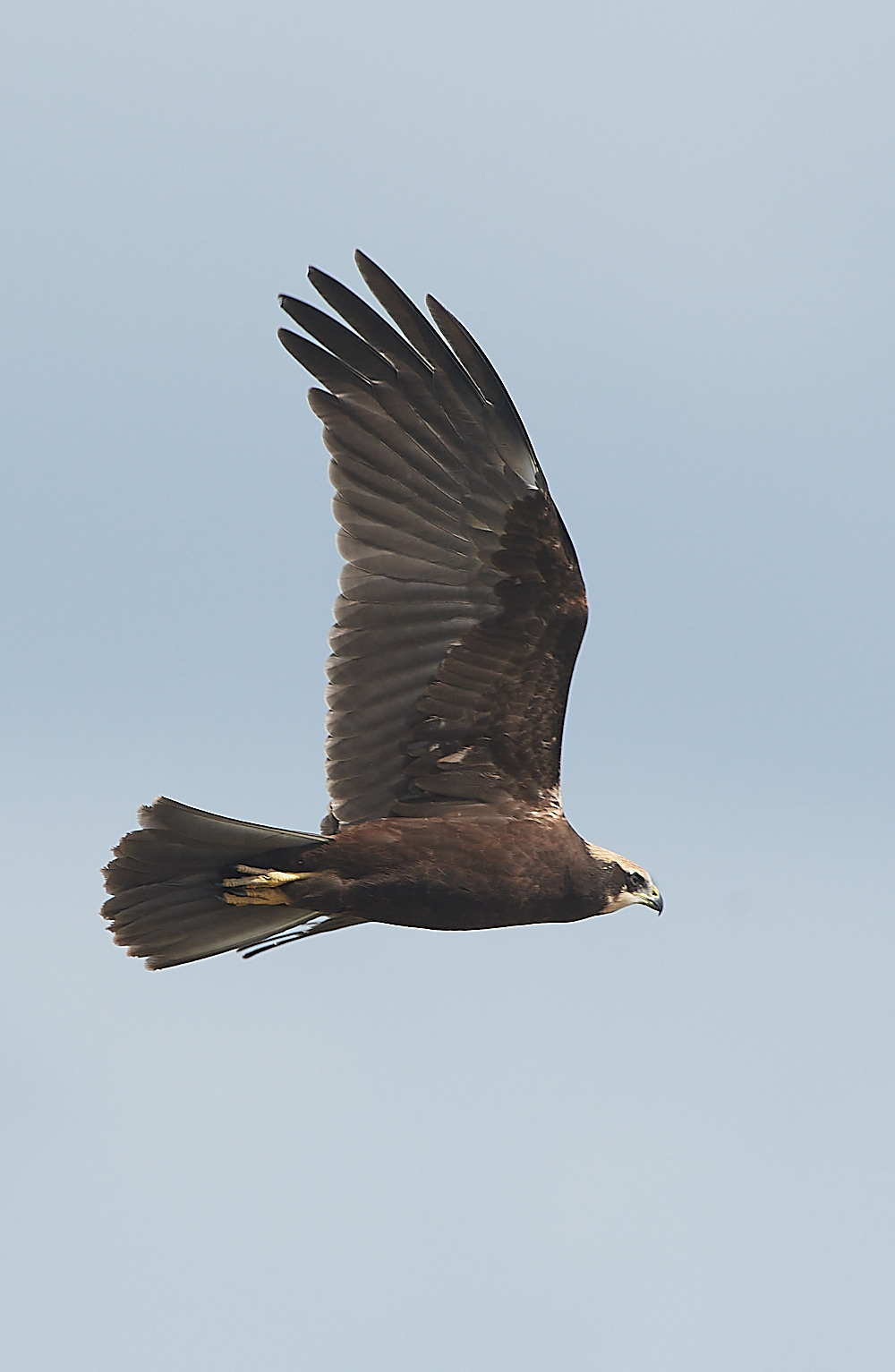 Cley - MarshHarrier130821-6