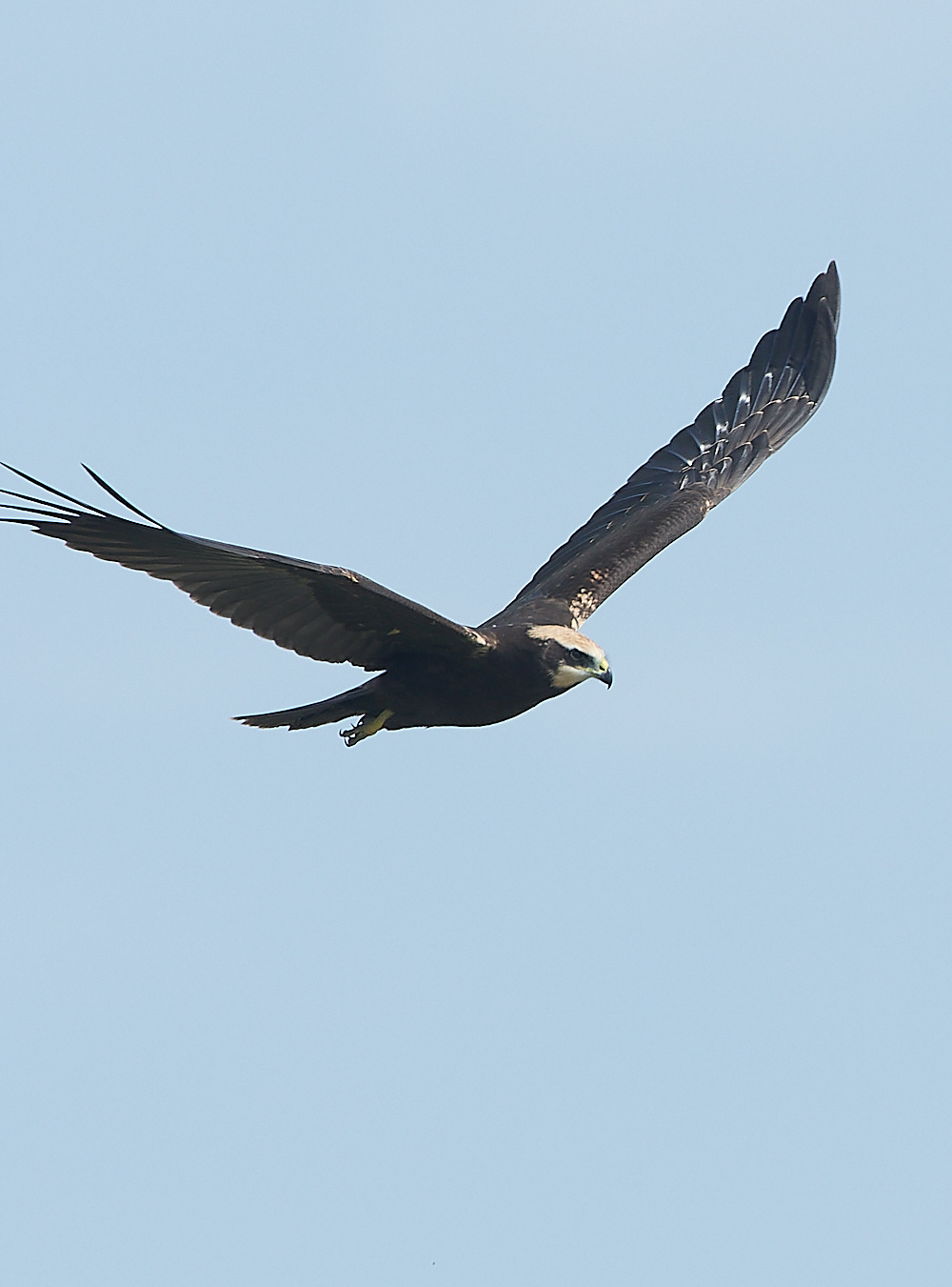 Cley - MarshHarrier130821-7