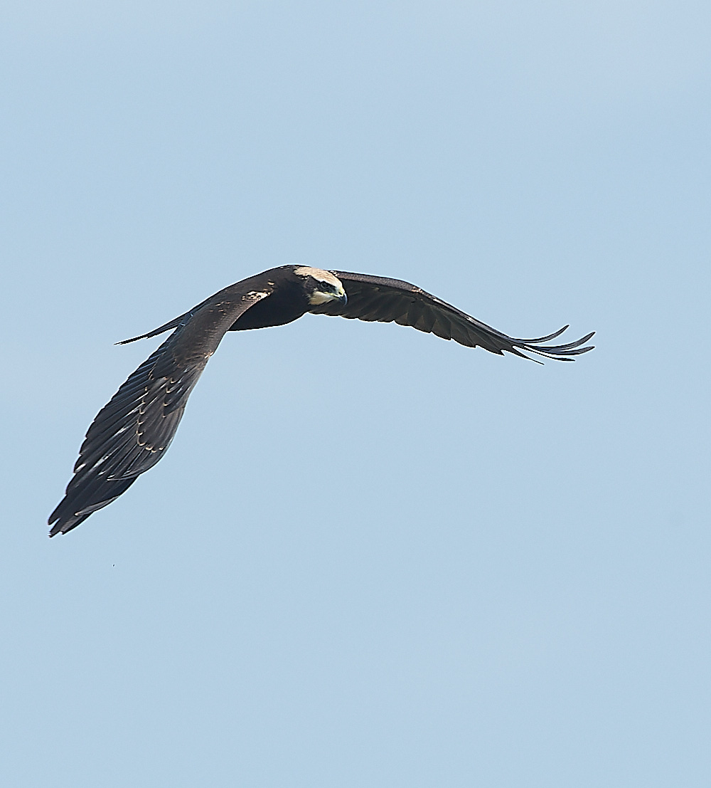 Cley-MarshHarrier-8