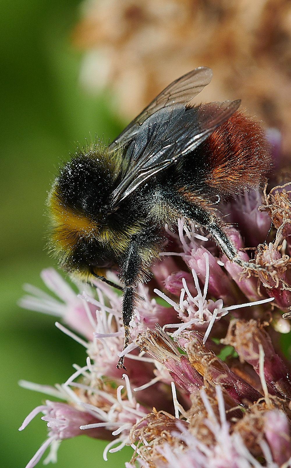 CleyBumble190821-1