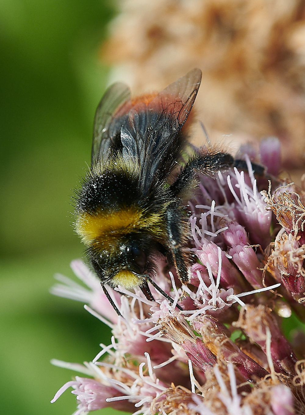 CleyBumble190821-2