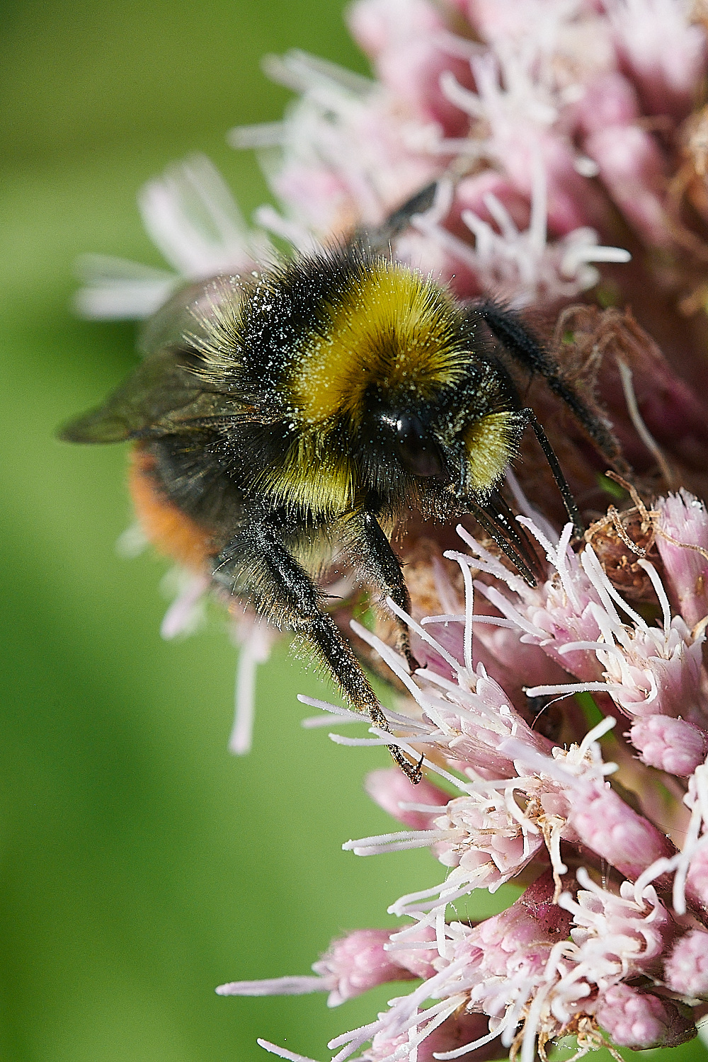 CleyBumble190821-3