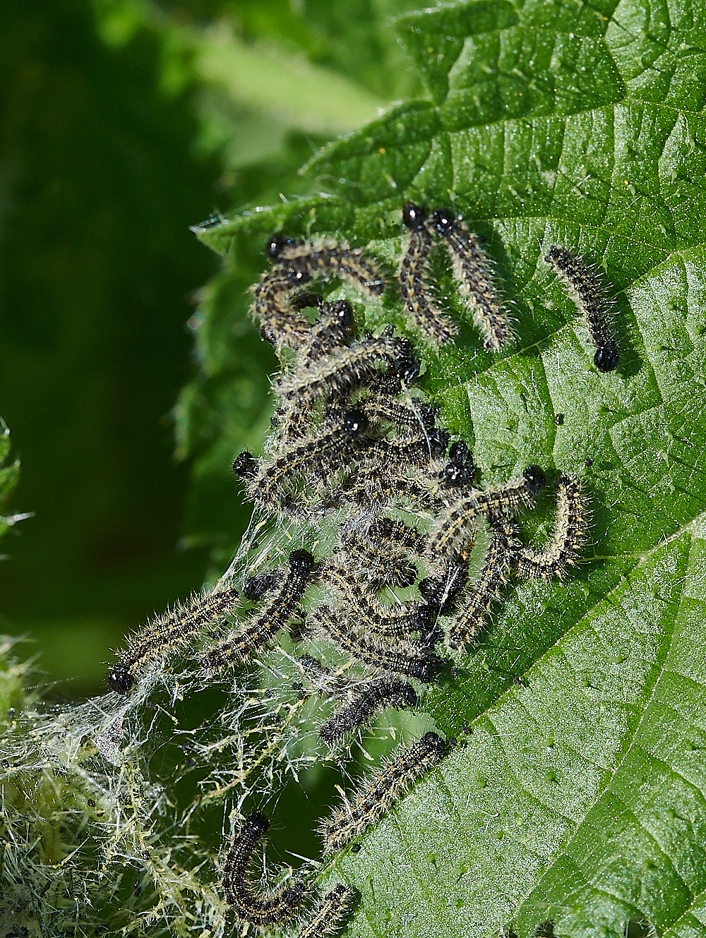 CleyCaterpillars070621-1