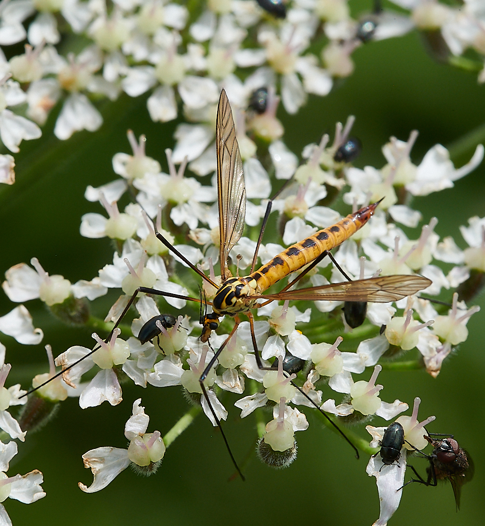 CleyCranefly070621-2