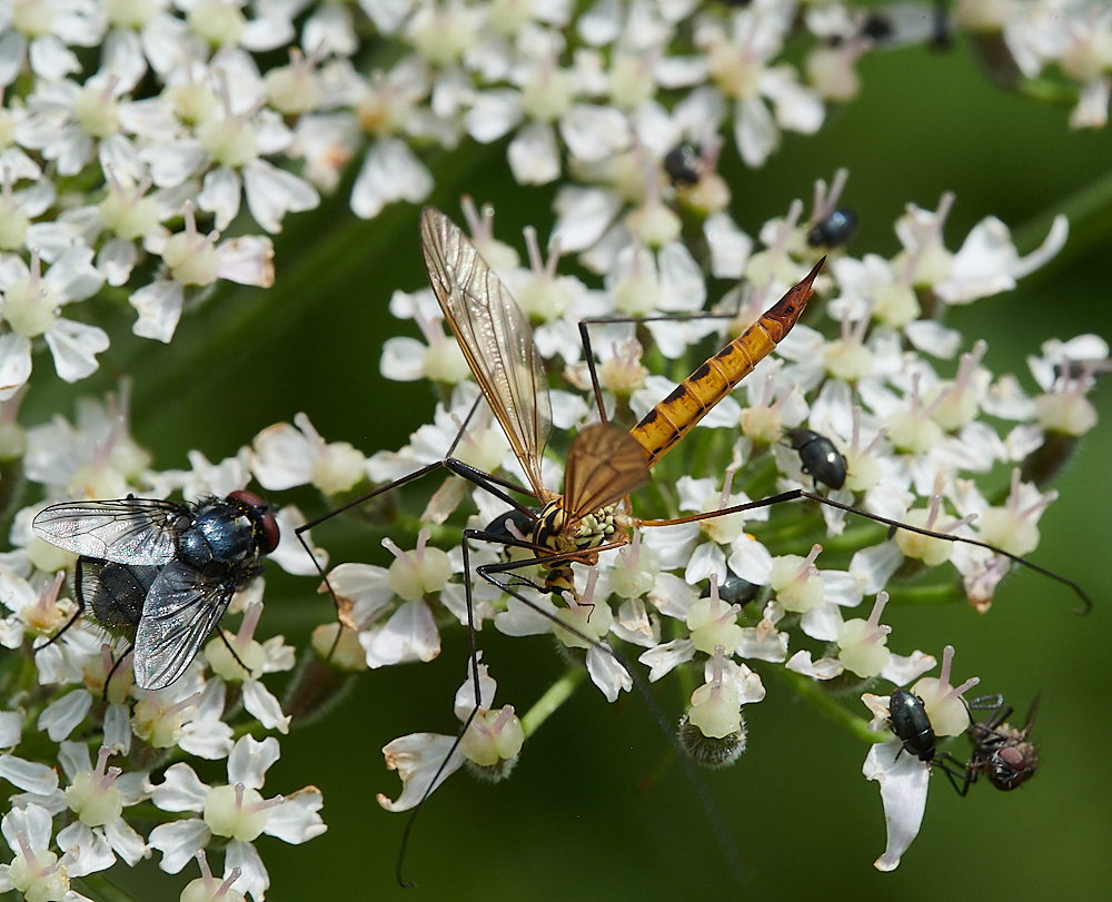 CleyCranefly070621-3