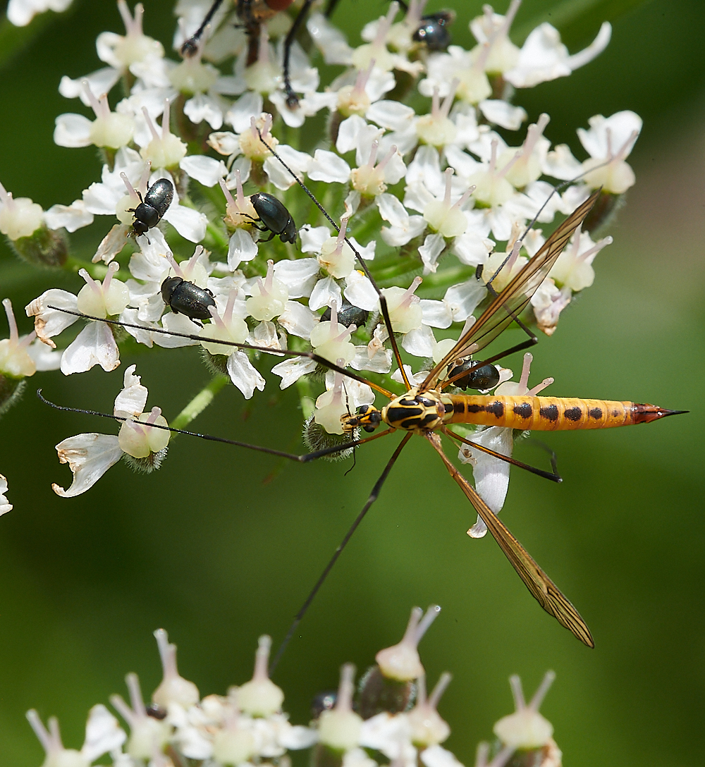 CleyCranefly070621-4