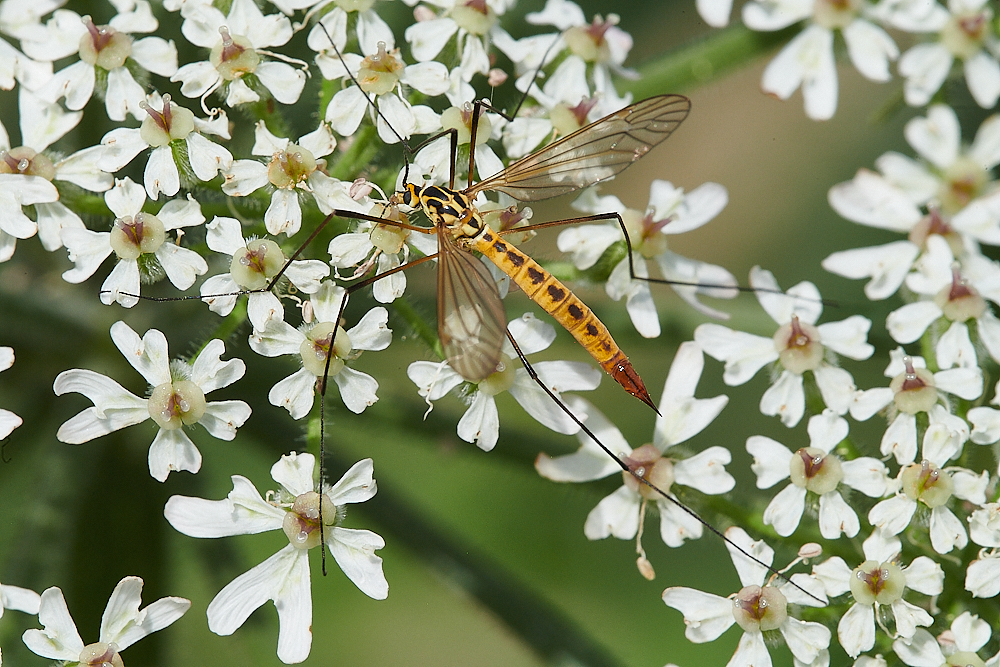 CleyCranefly070621-5