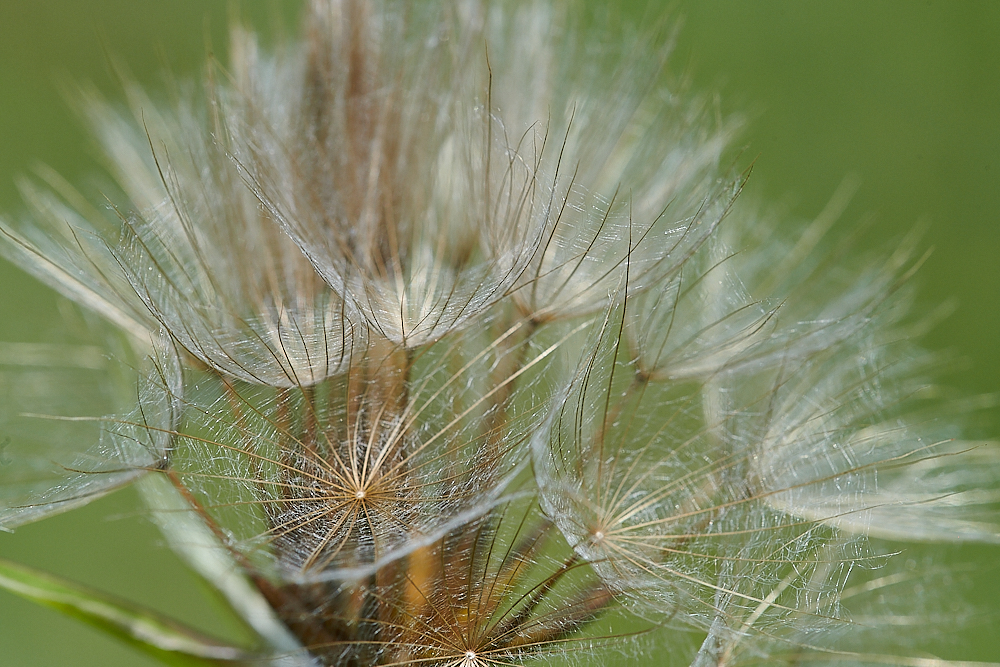 CleyGoatsbeard020621-1