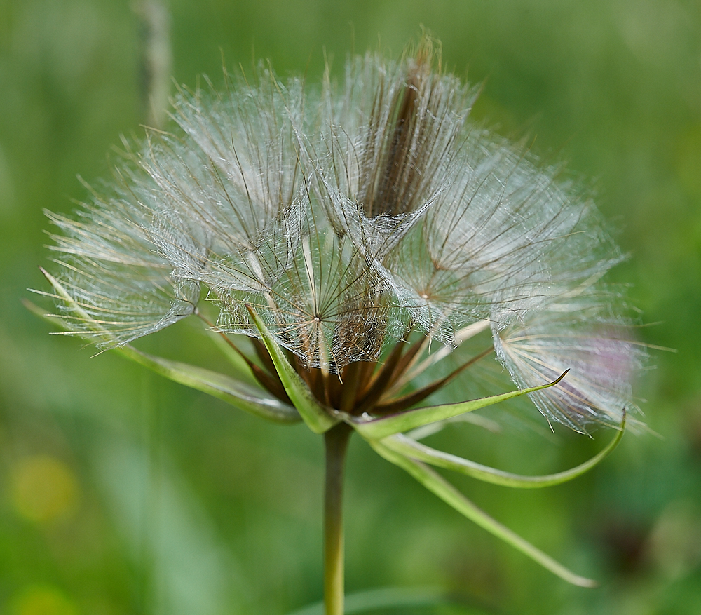 CleyGoatsbeard020621-3