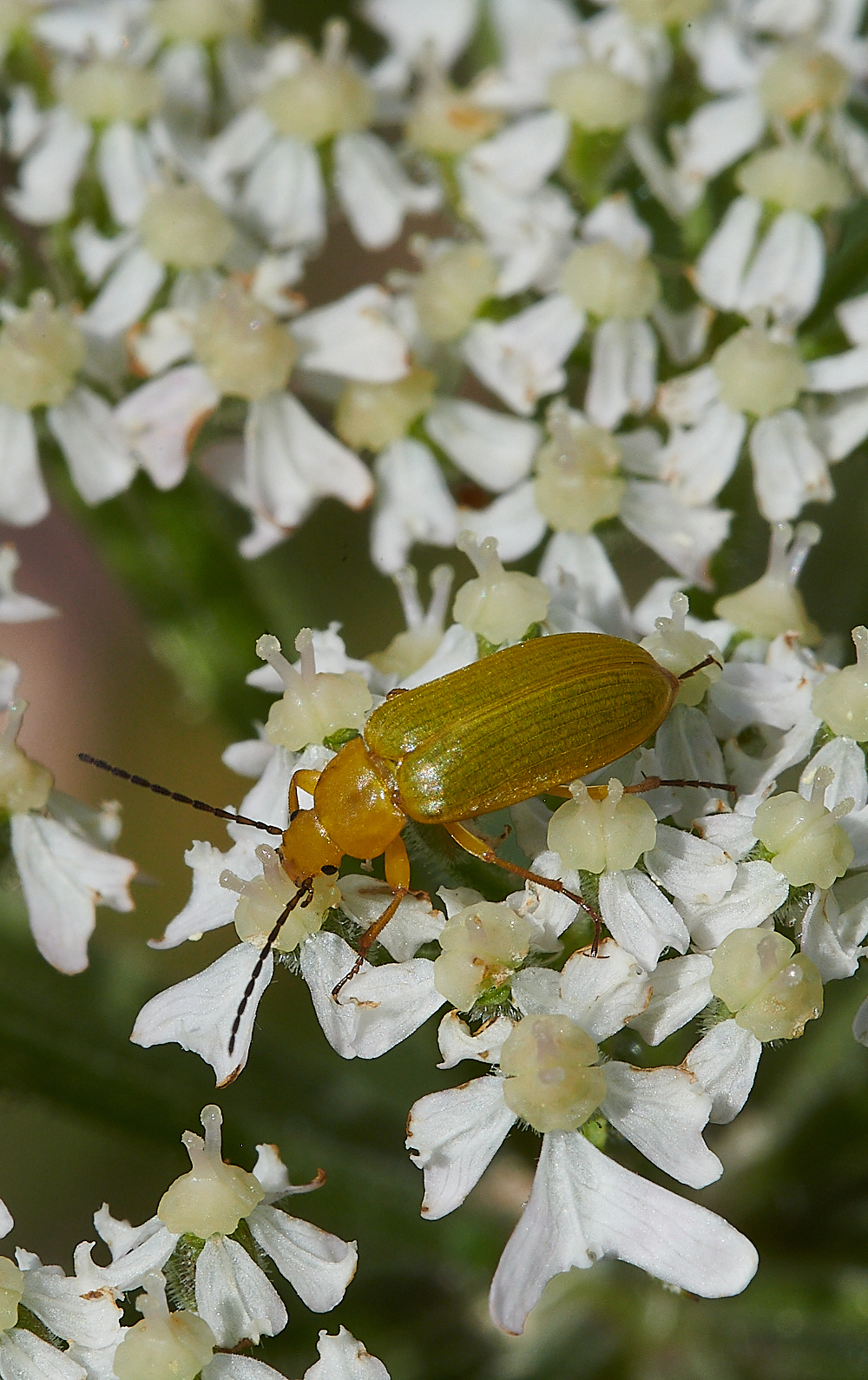 CleyGreenYellowBeetle070621-1