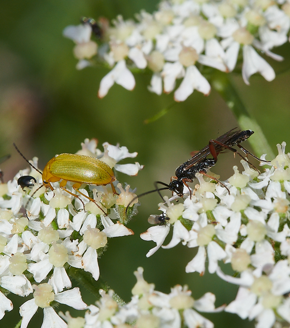 CleyGreenYellowBeetle070621-3