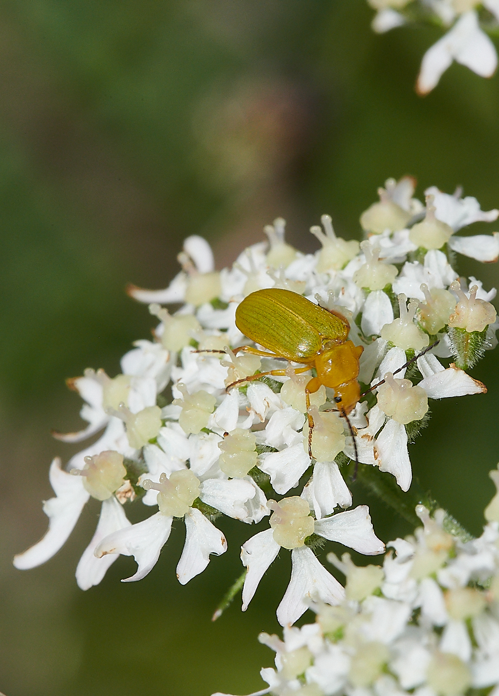 CleyGreenYellowBeetle070621-4