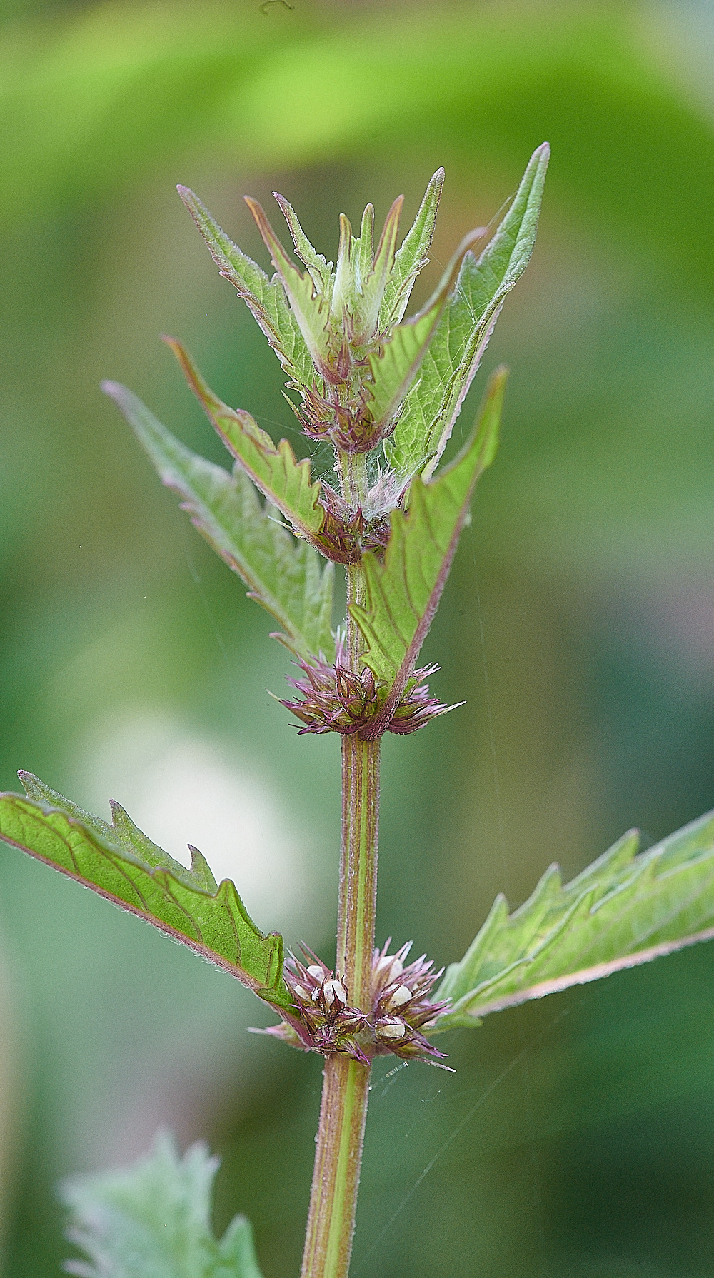 CleyGypsywort190821-1