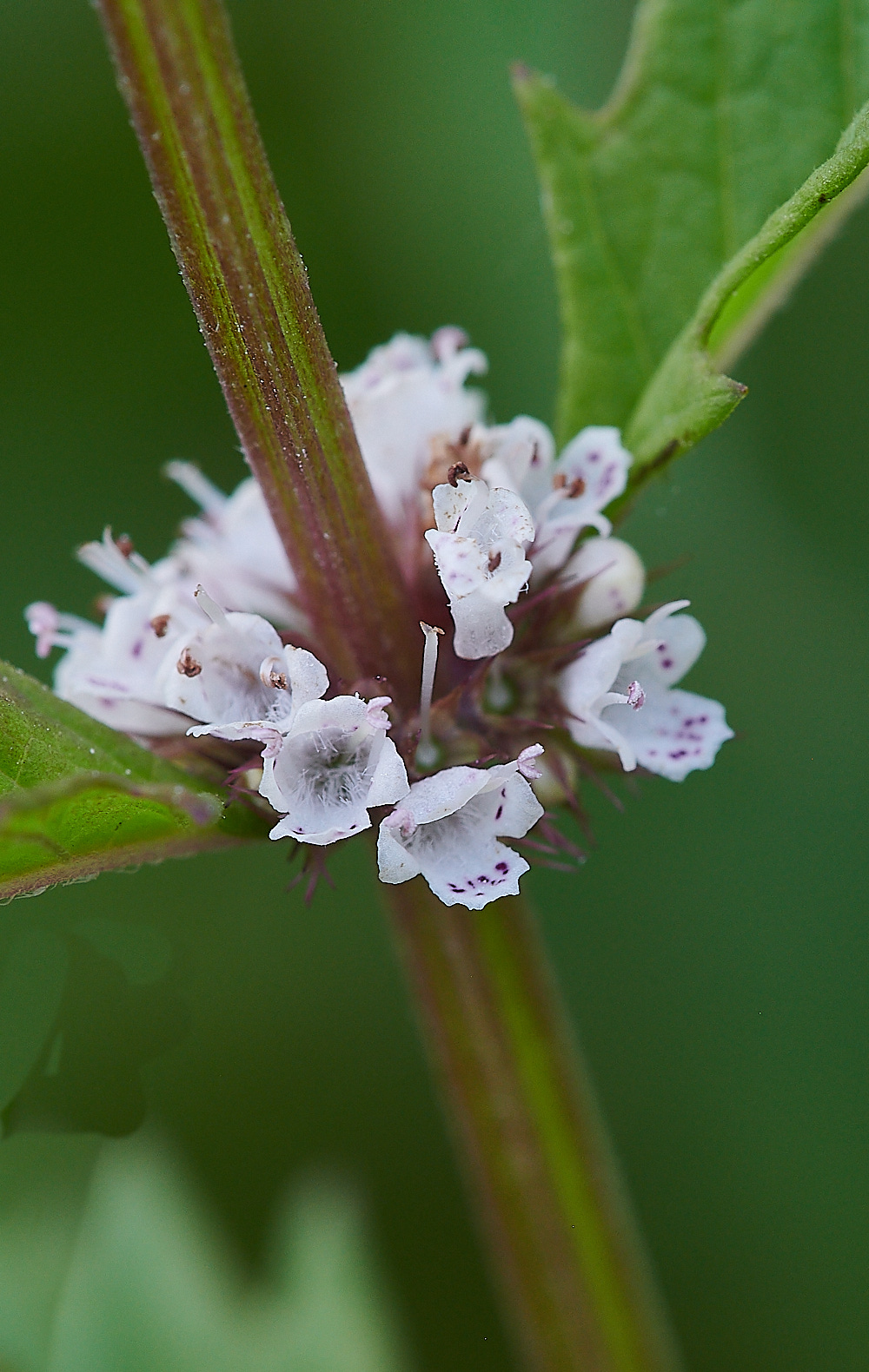 CleyGypsywort190821-2