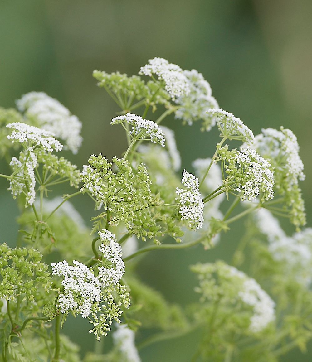 CleyHogweed060721-1