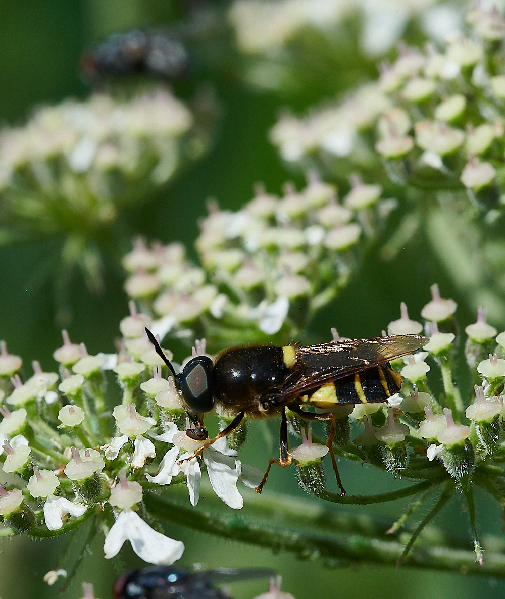 CleyHoverfly4070621-1