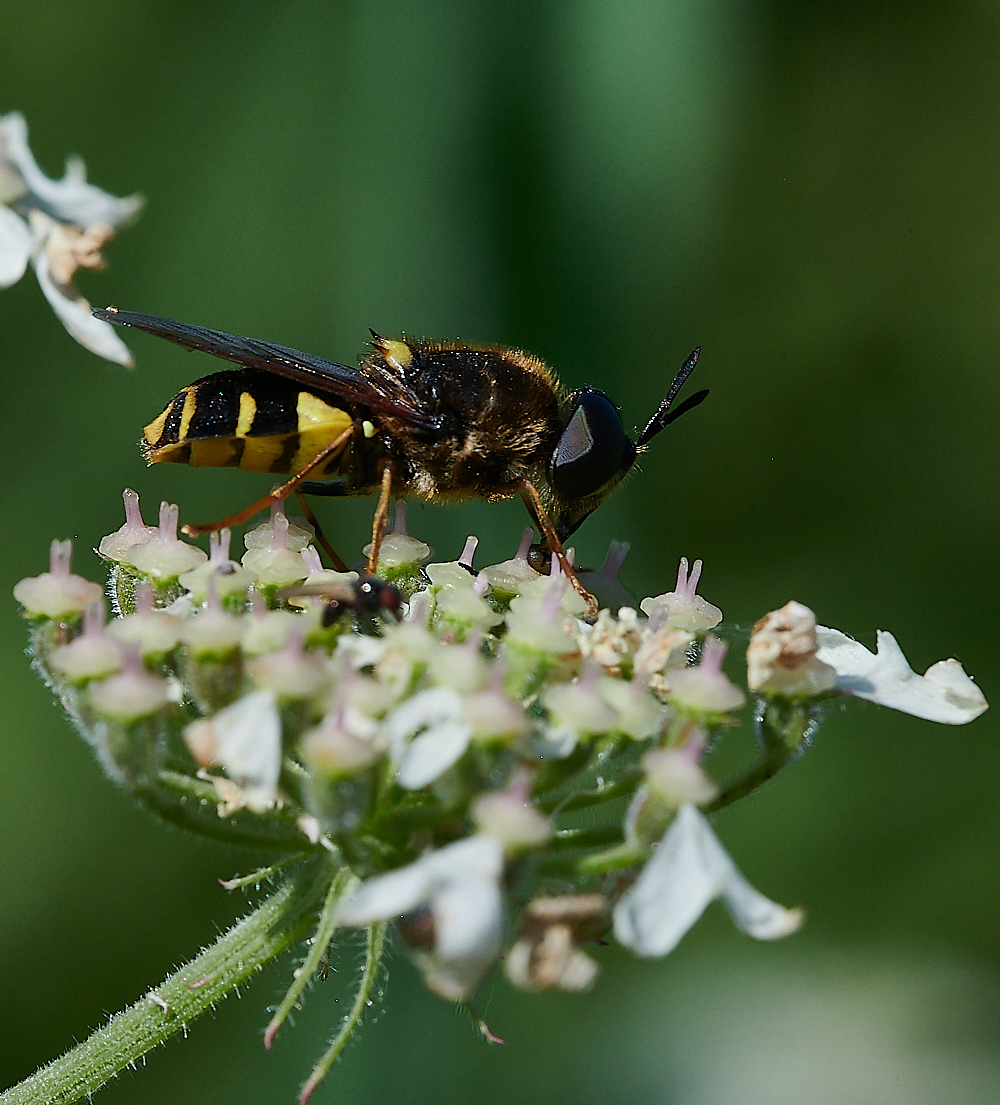 CleyHoverfly4070621-10