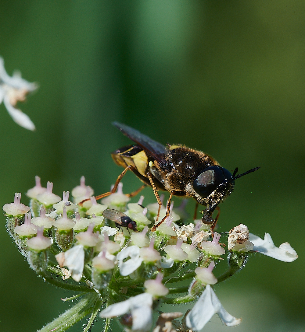 CleyHoverfly4070621-11