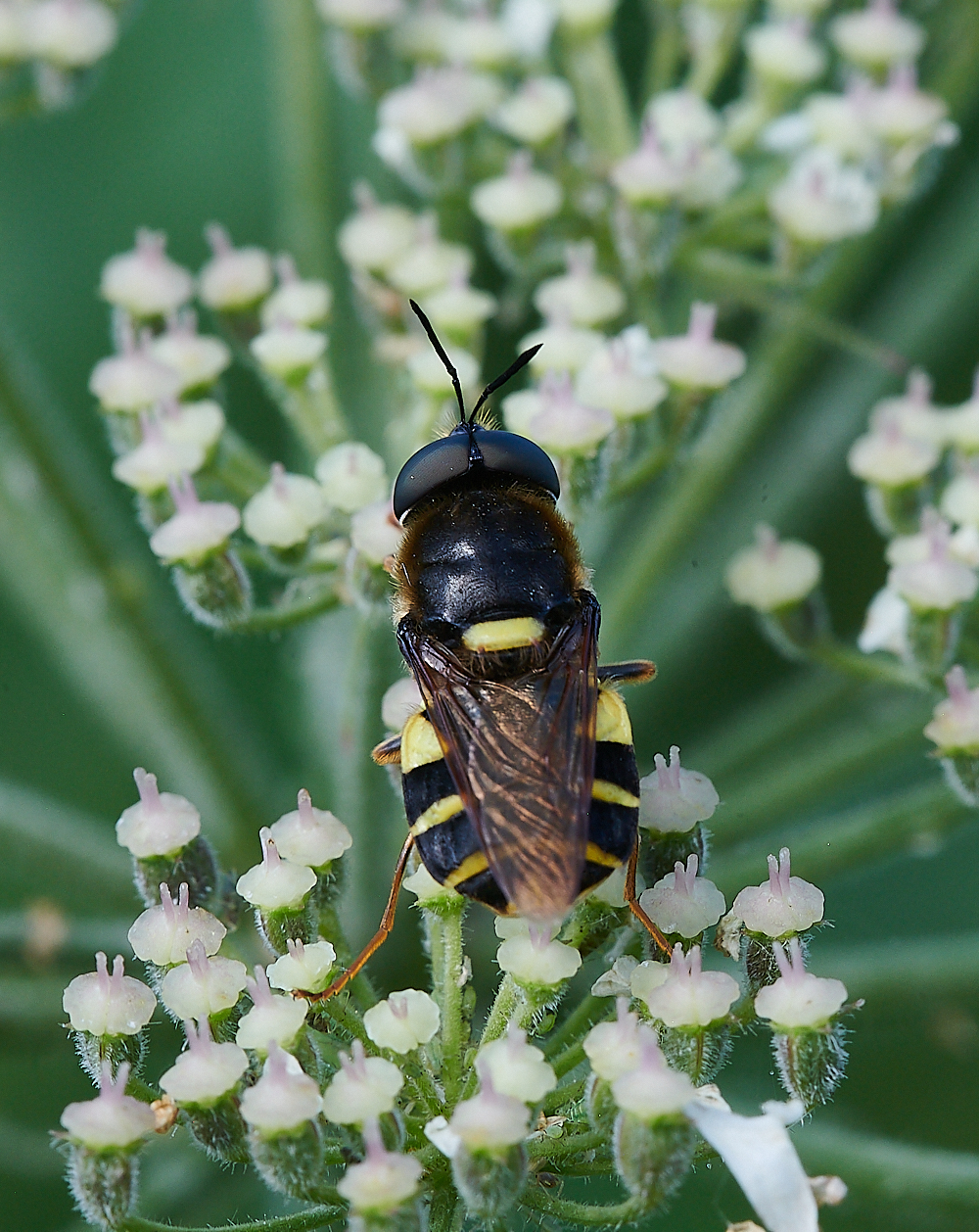 CleyHoverfly4070621-19