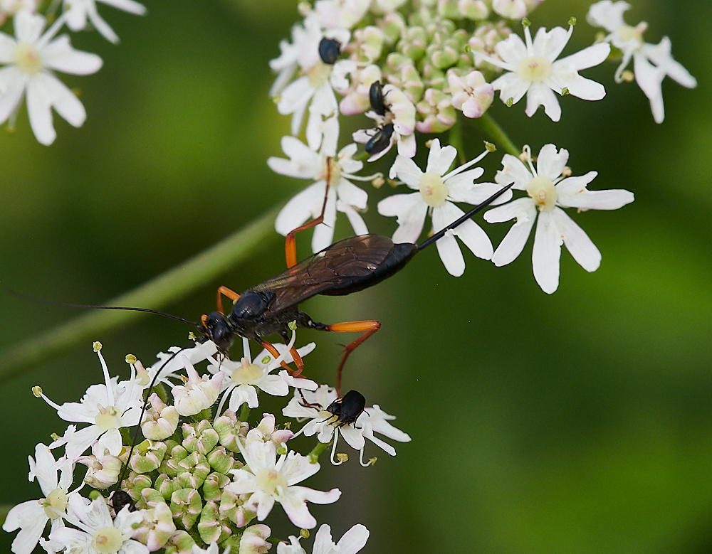 CleyIchneumon070621-1