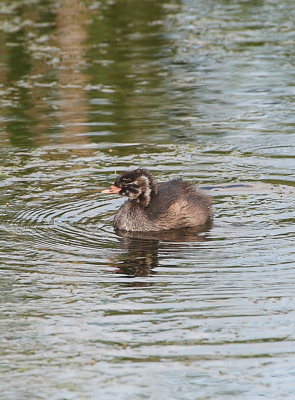 CleyLittleGrebe060721-1