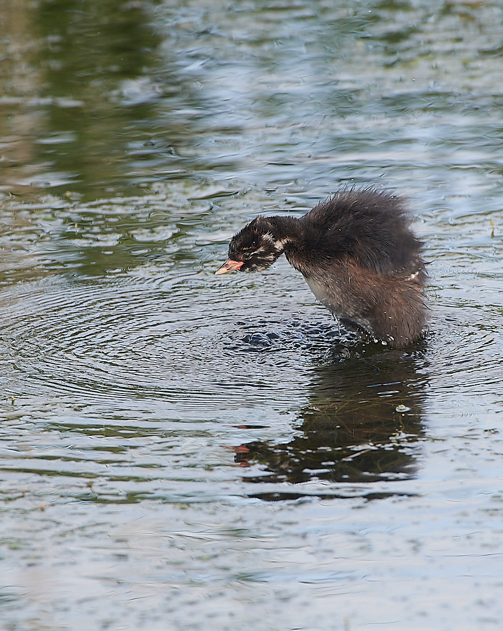 CleyLittleGrebe060721-2