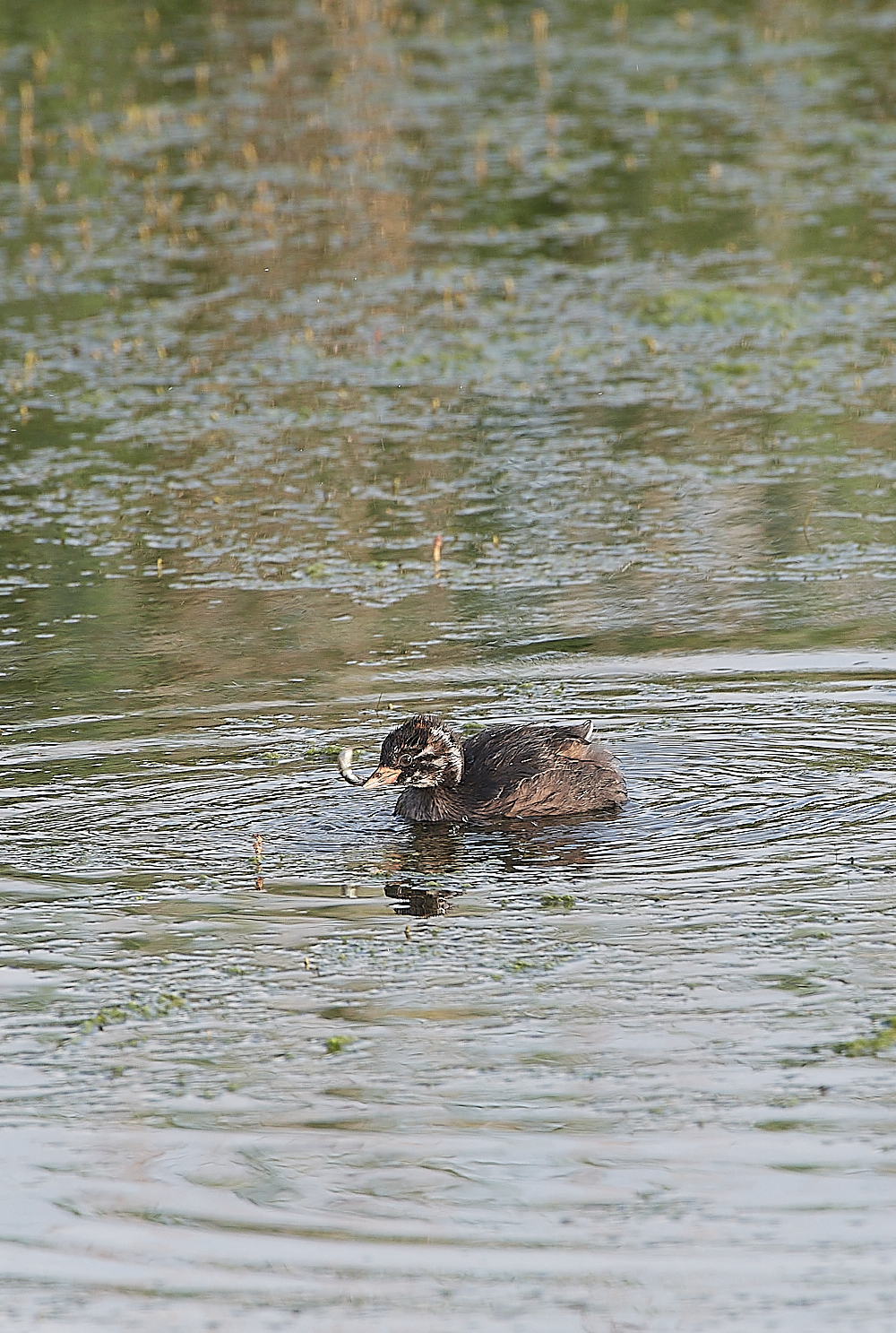 CleyLittleGrebe060721-3