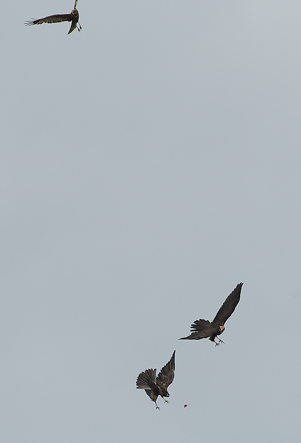 CleyMarshHarrier120821-10