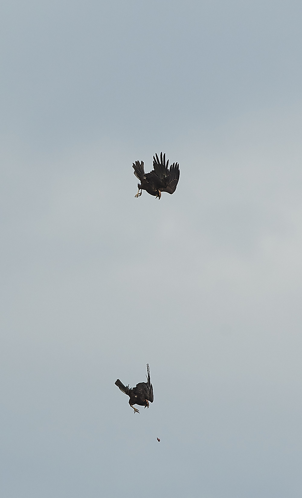 CleyMarshHarrier120821-11