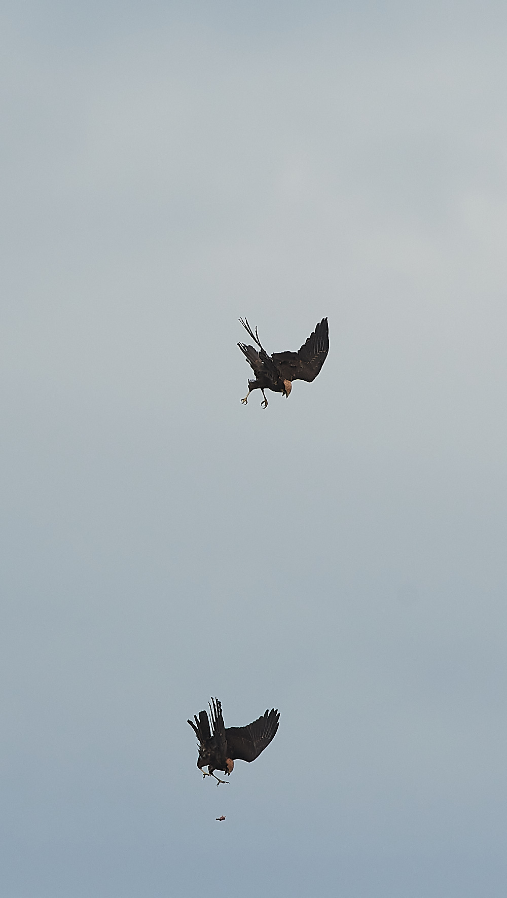 CleyMarshHarrier120821-12