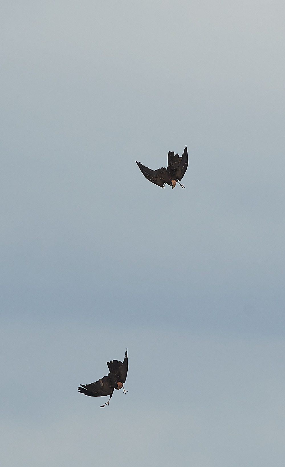 CleyMarshHarrier120821-13