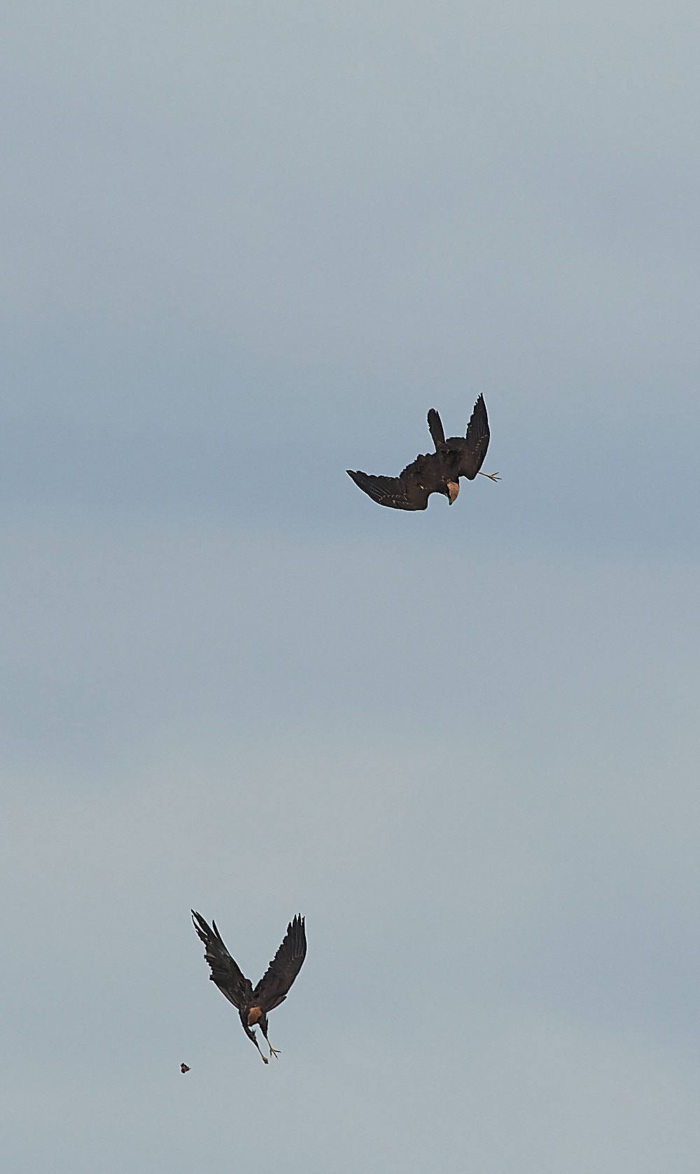 CleyMarshHarrier120821-14