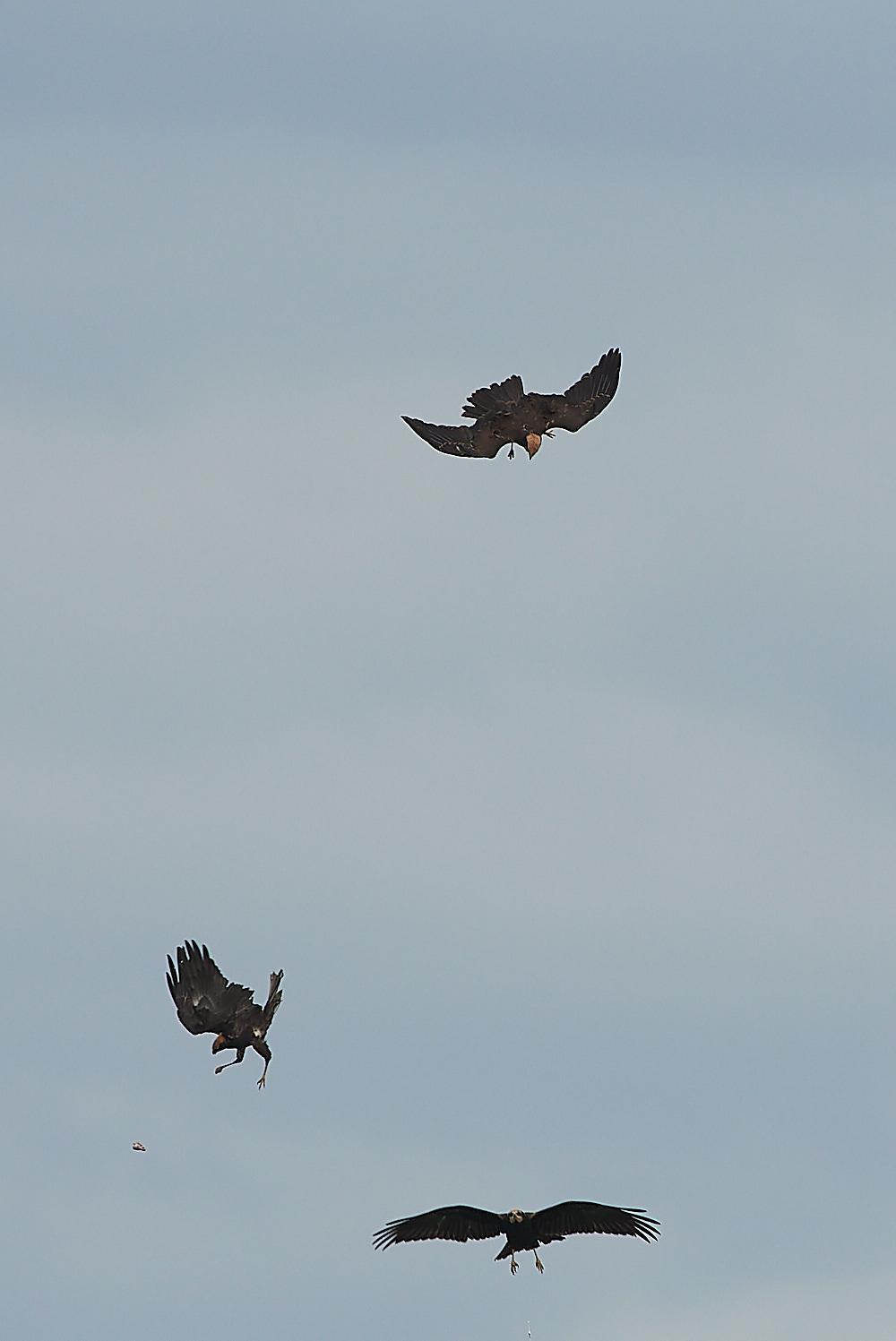 CleyMarshHarrier120821-15