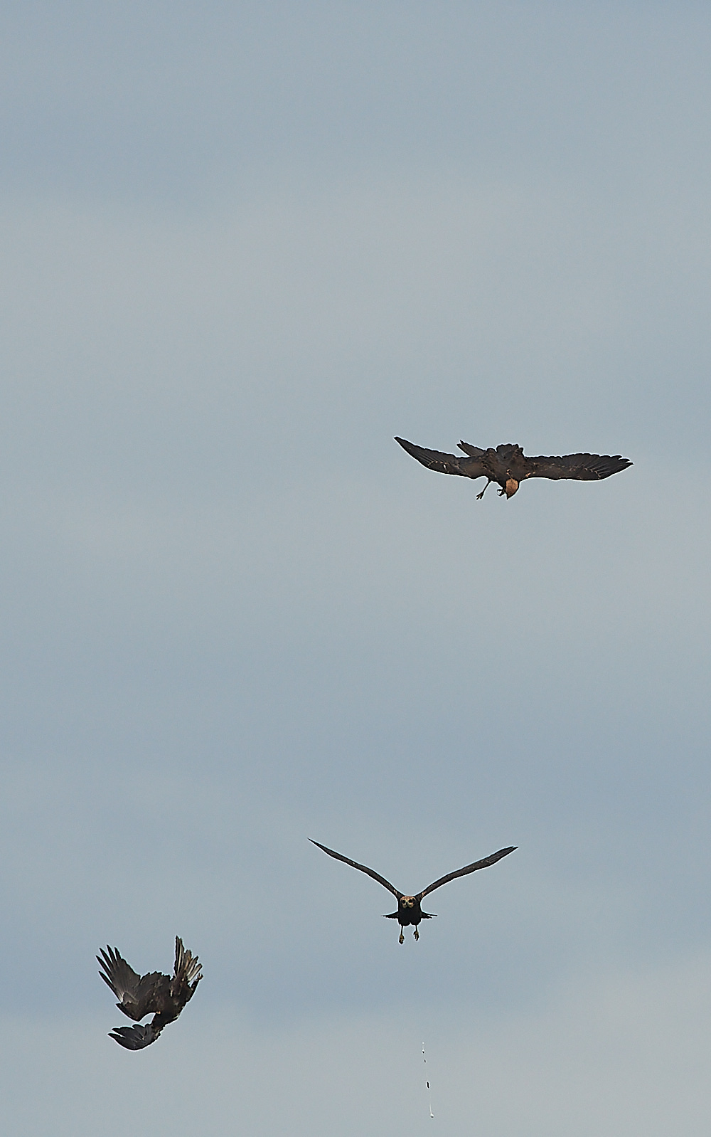 CleyMarshHarrier120821-16