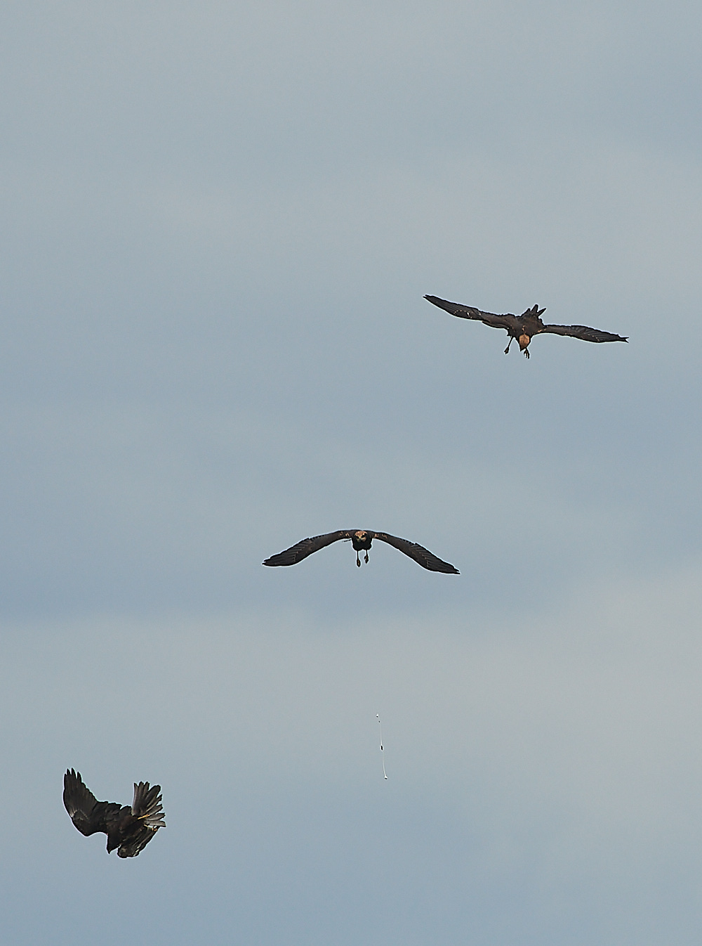 CleyMarshHarrier120821-17