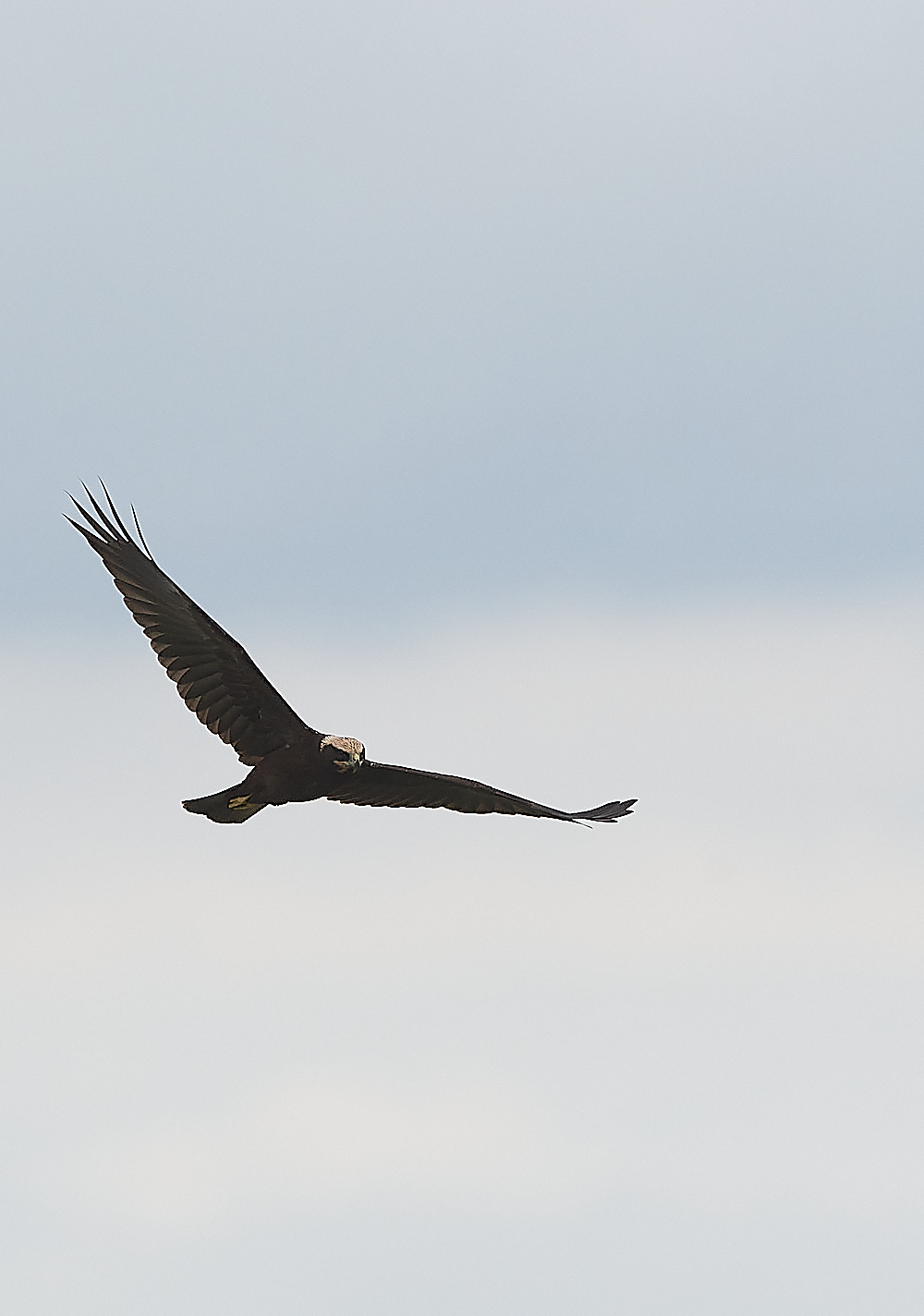 CleyMarshHarrier120821-2