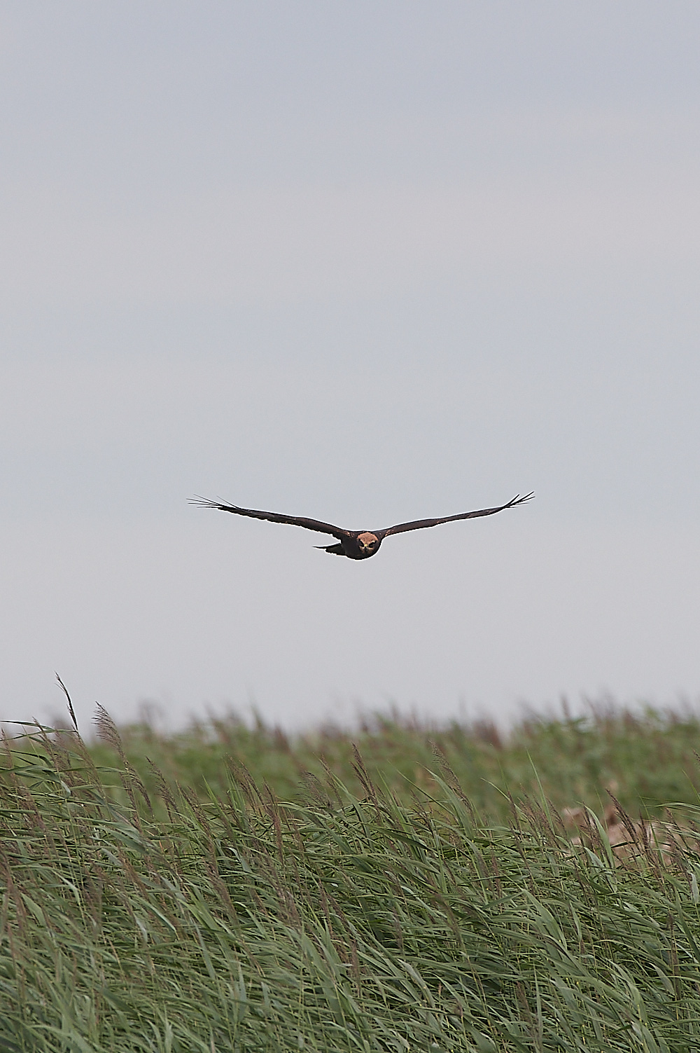 CleyMarshHarrier120821-20