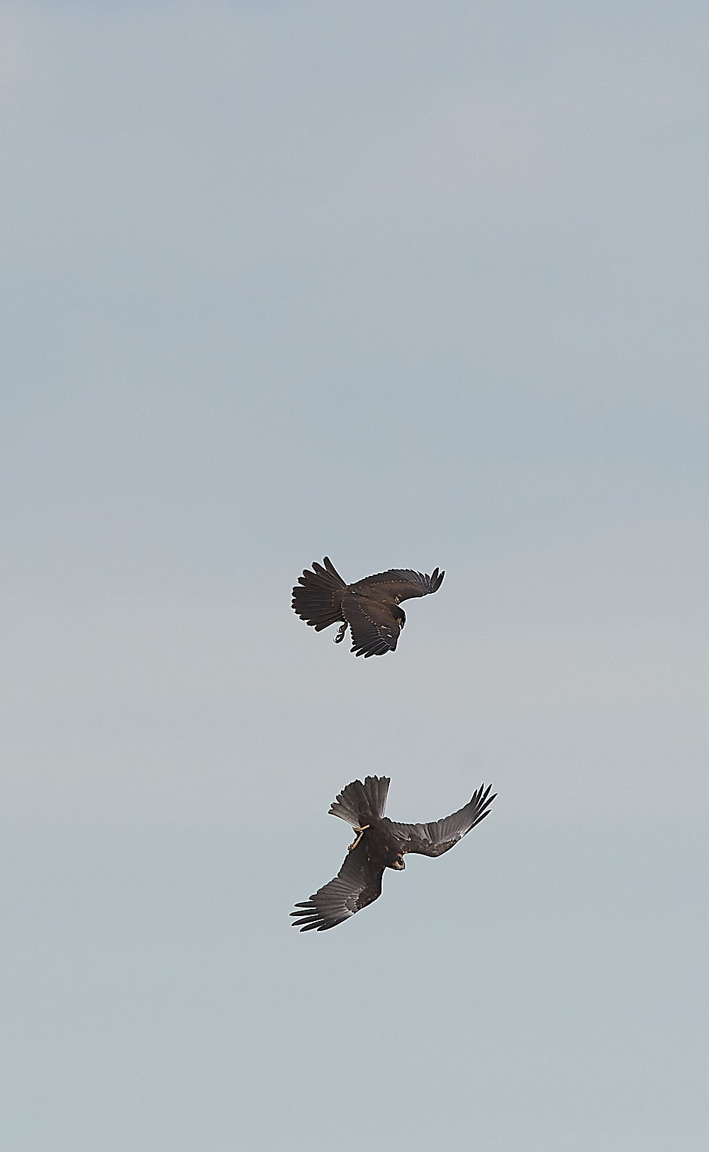 CleyMarshHarrier120821-21