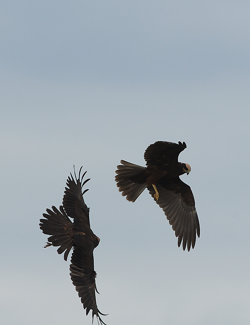 CleyMarshHarrier120821-22