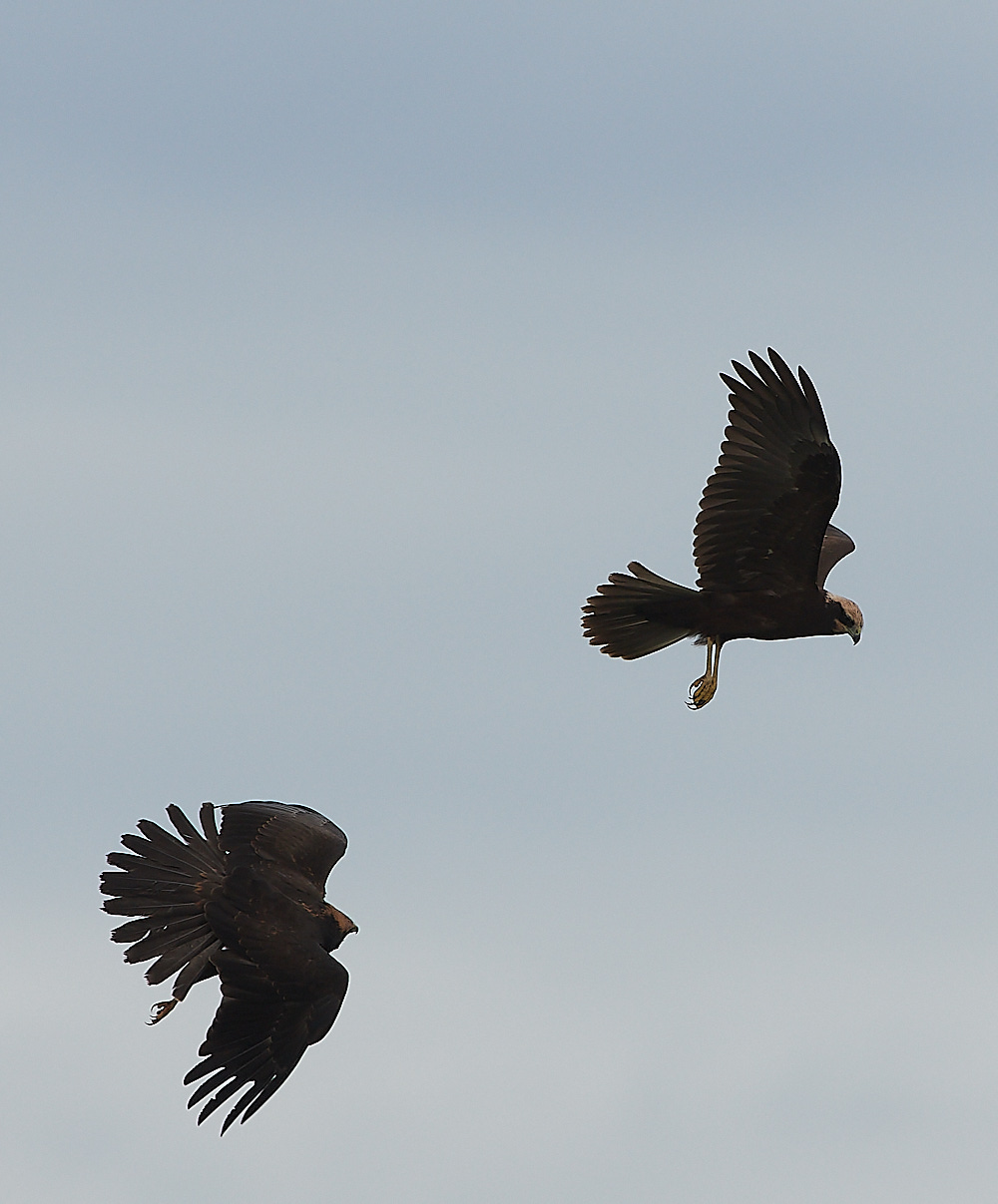 CleyMarshHarrier120821-23