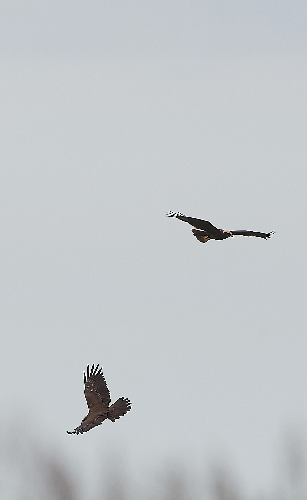 CleyMarshHarrier120821-3