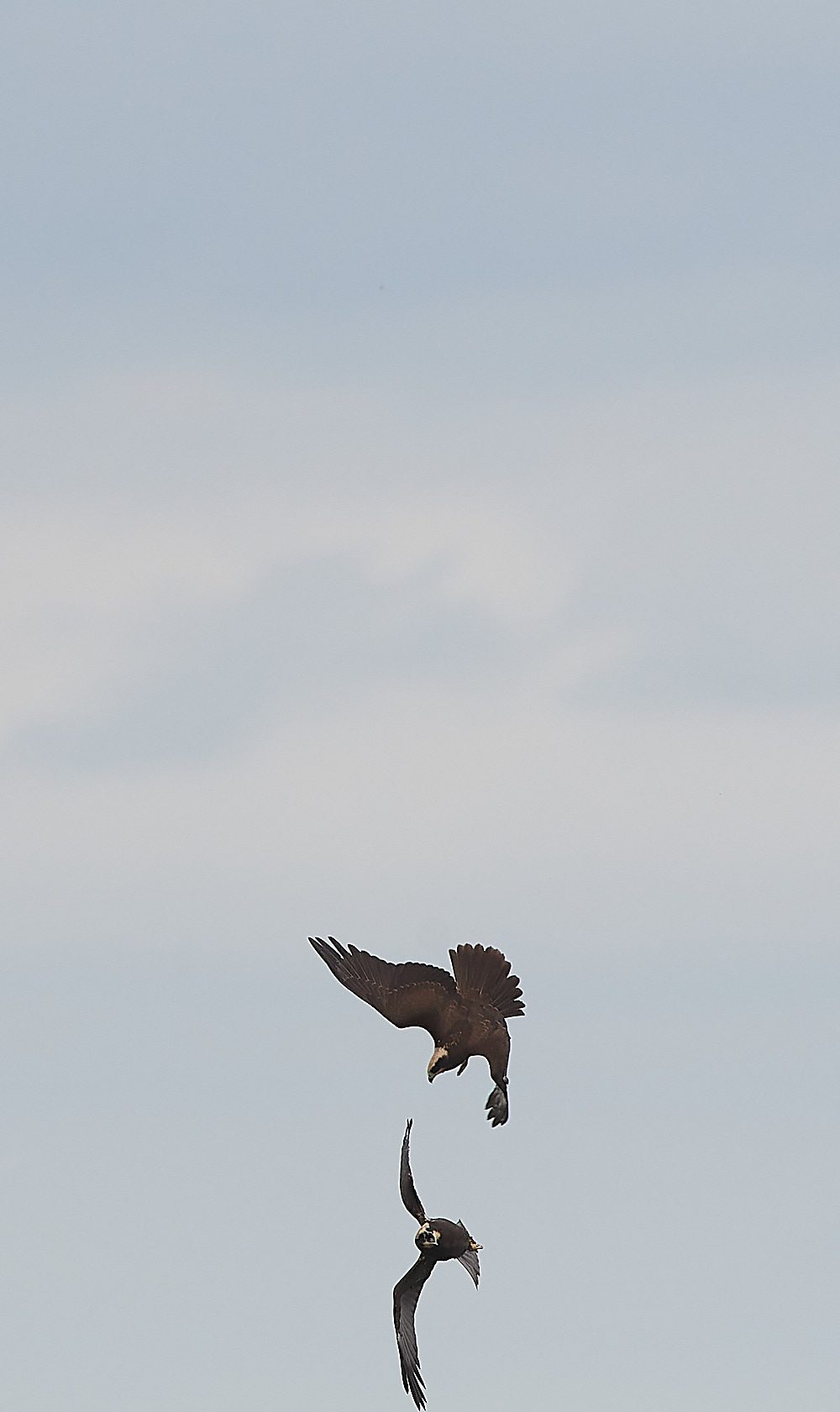 CleyMarshHarrier120821-4