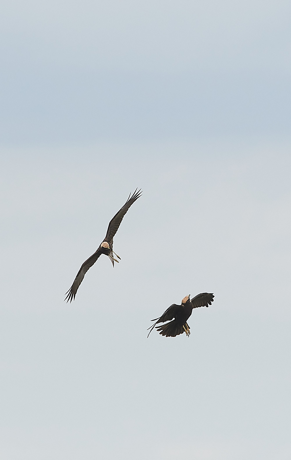 CleyMarshHarrier120821-5