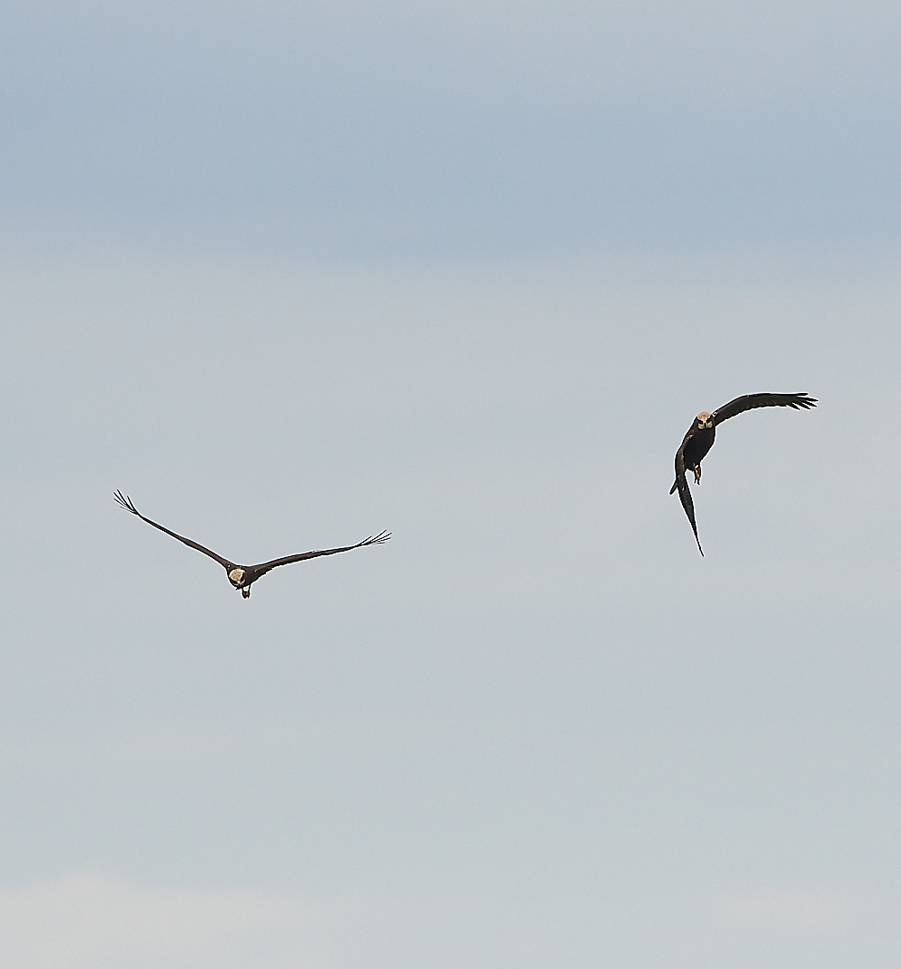 CleyMarshHarrier120821-6