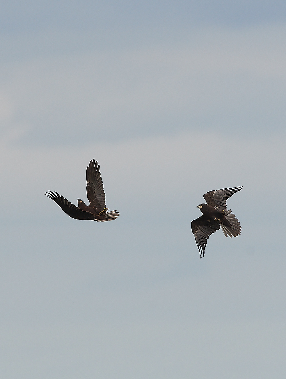 CleyMarshHarrier120821-7