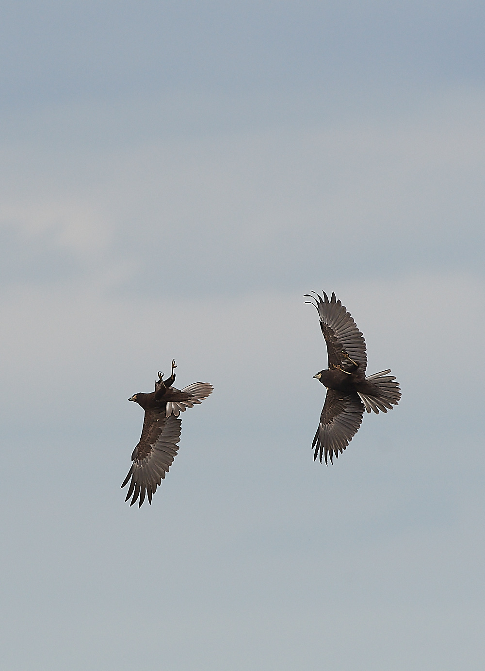 CleyMarshHarrier120821-8