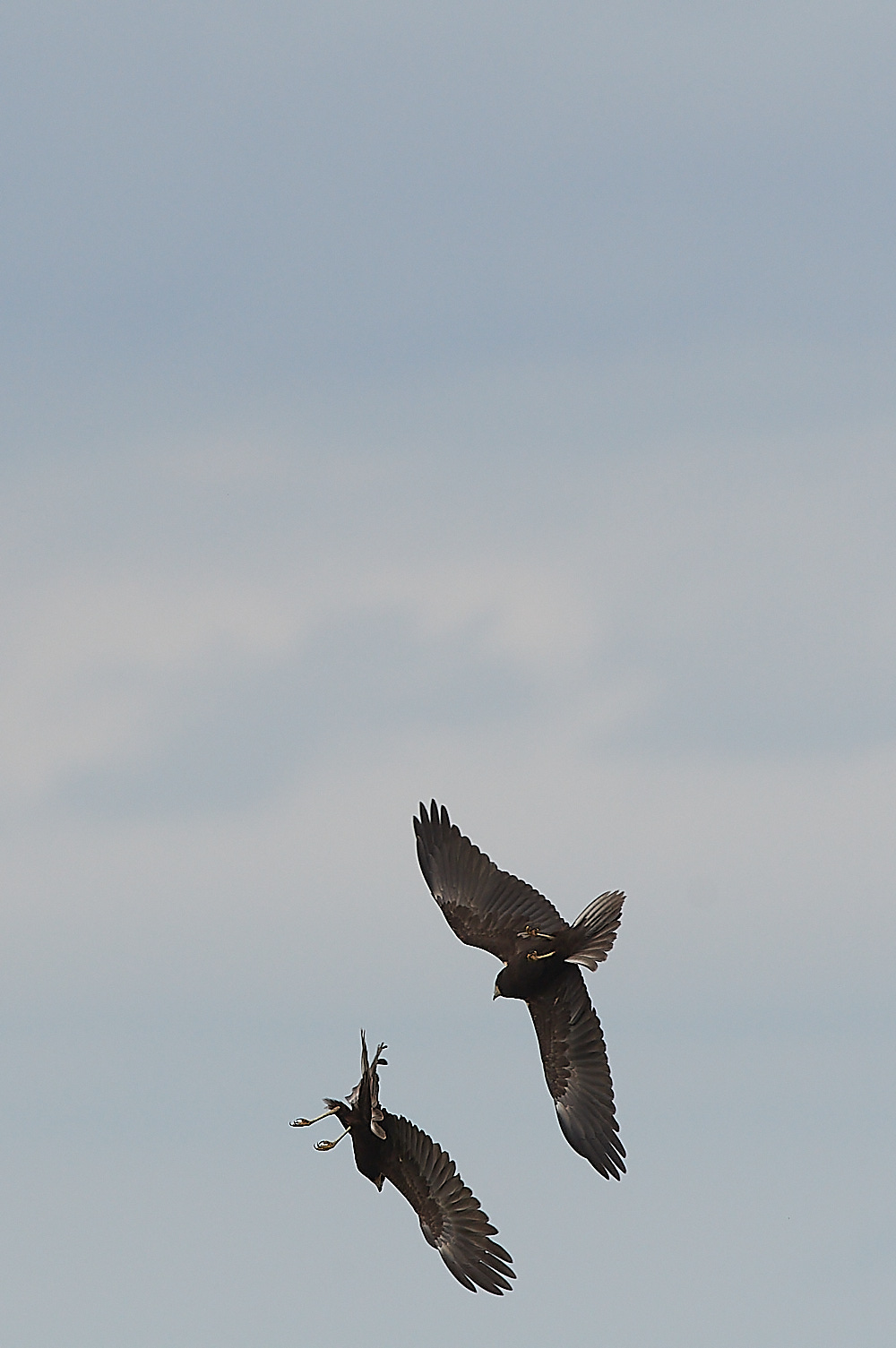 CleyMarshHarrier120821-9