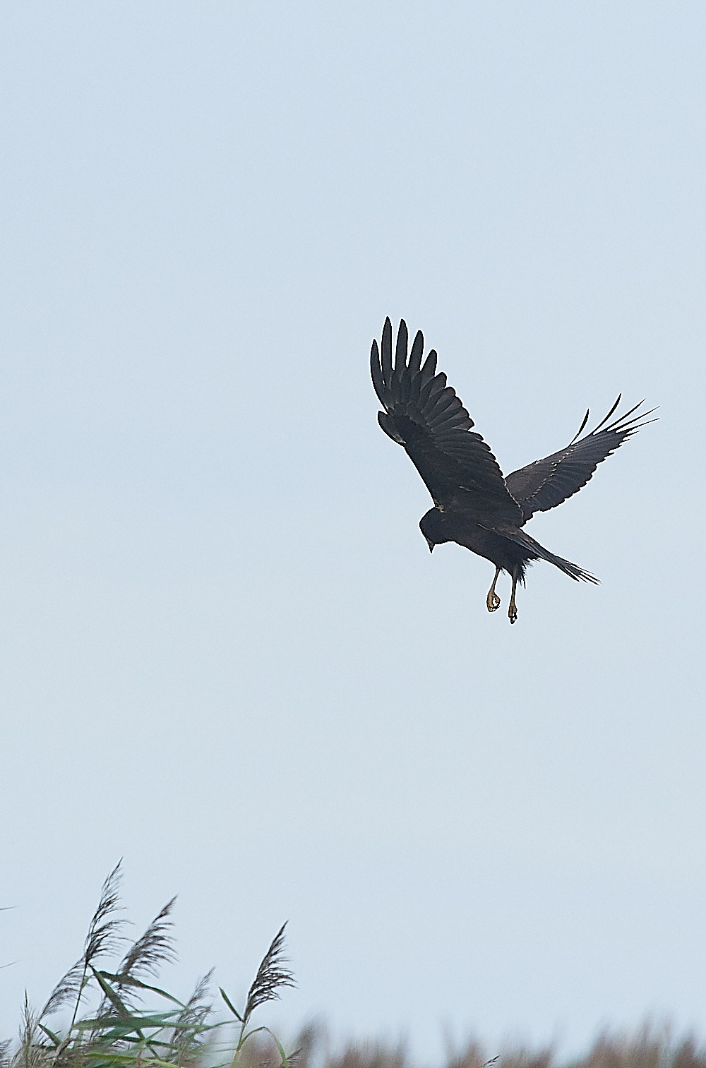 CleyMarshHarrier190821-1