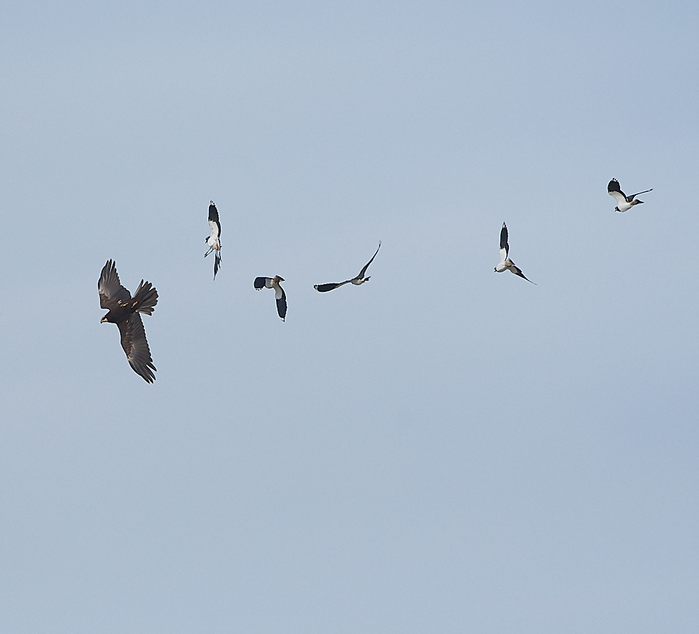 CleyMarshHarrier190821-10