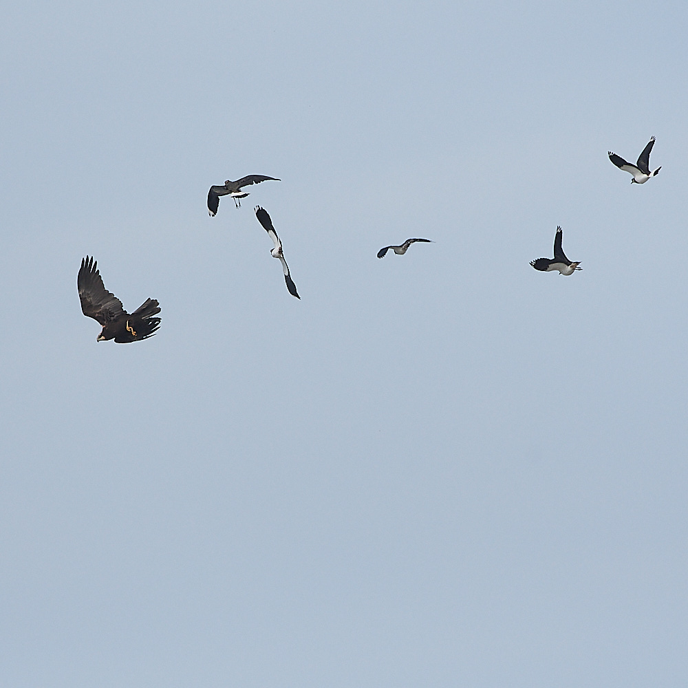 CleyMarshHarrier190821-11